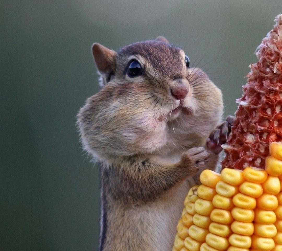 Plantilla de meme Thanksgiving Squirrel