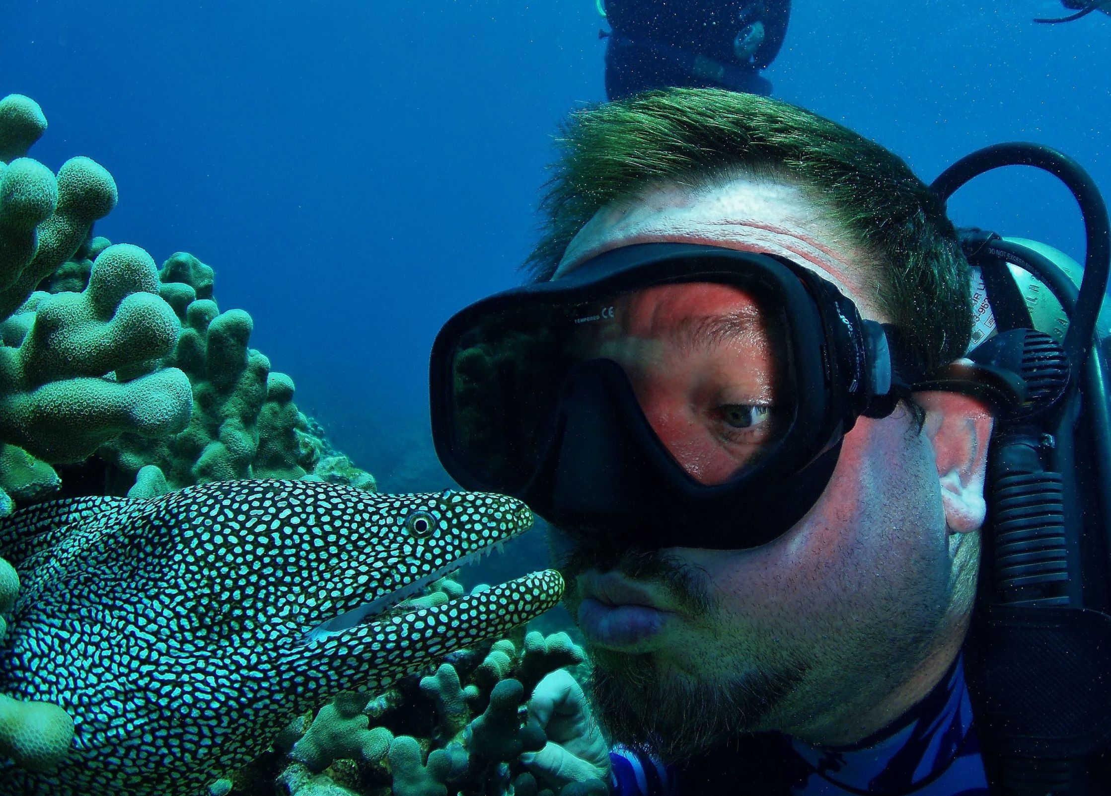 Plantilla de meme That's A Moray