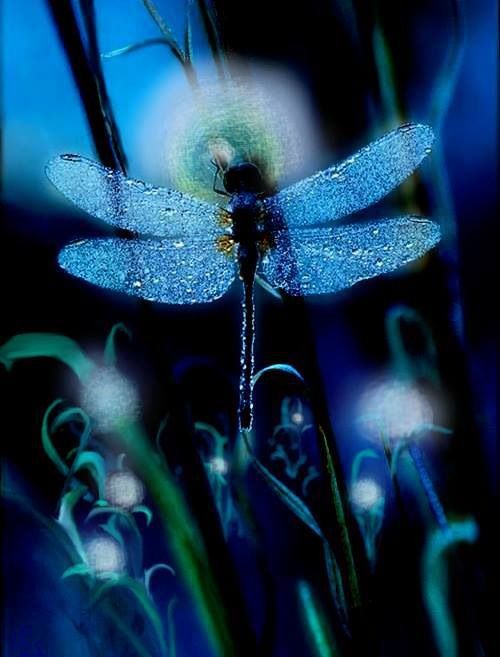 the dragonfly meme template