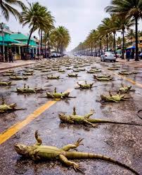 Plantilla de meme the iguana apocalypse