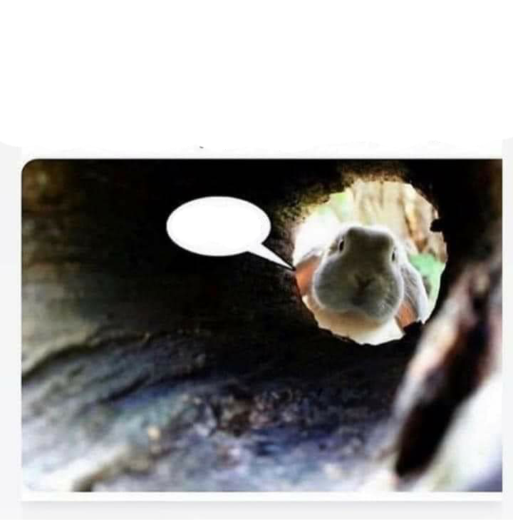 Plantilla de meme The rabbit hole meme