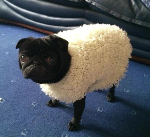 Plantilla de meme the ramen pug