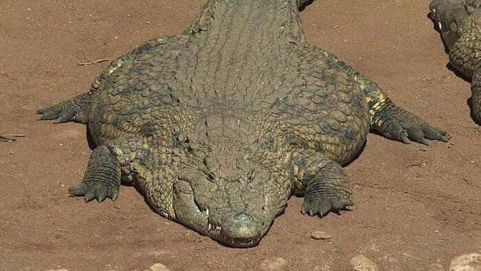 Plantilla de meme Thicc crocodile