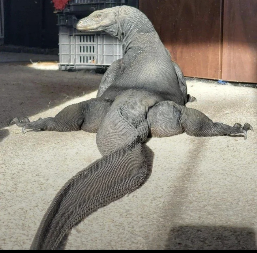 Plantilla de meme Thicc Komodo