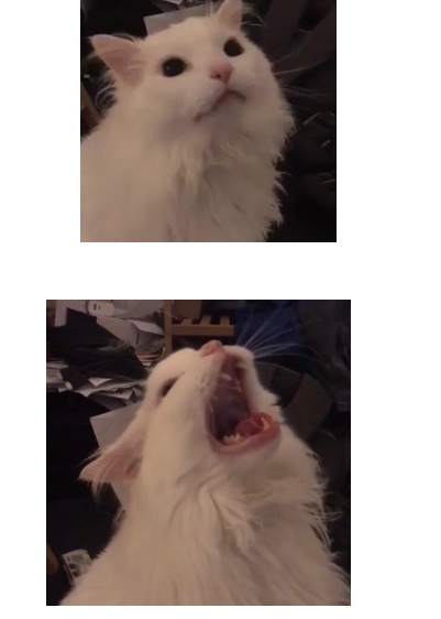 Plantilla de meme Thurston waffles