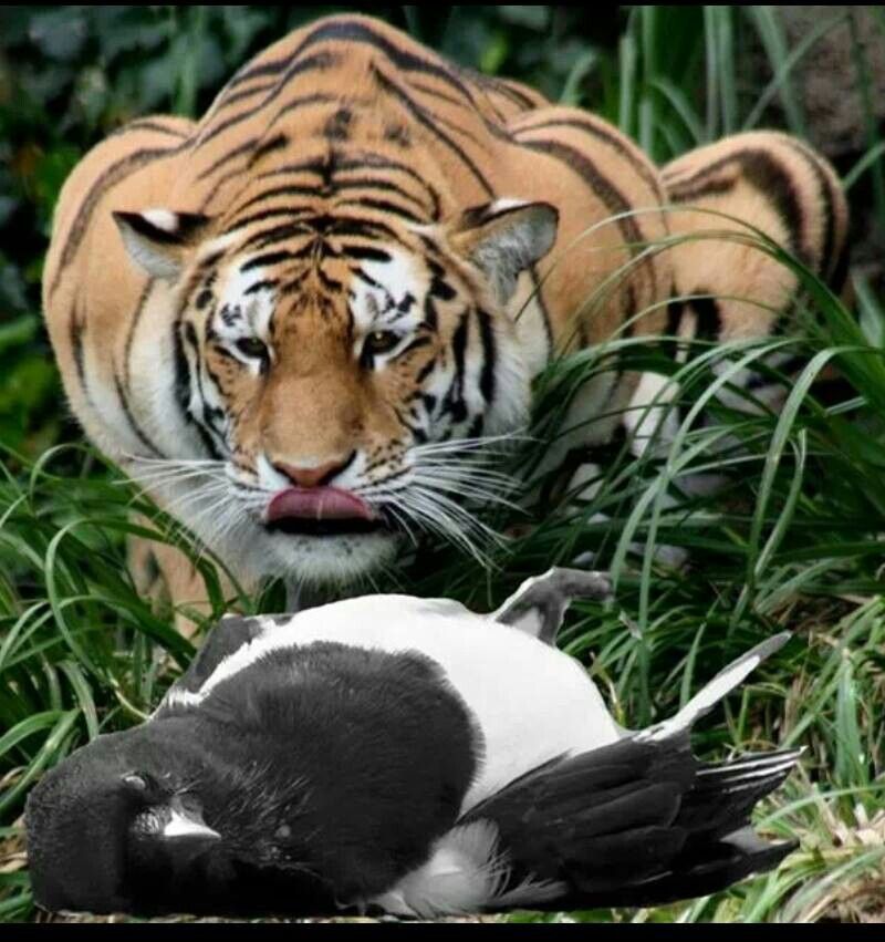 Plantilla de meme Tiger eating magpie