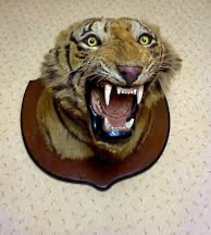 Template meme Tiger head by Theobald Bros of Mysore