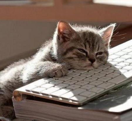 Template meme tired cat