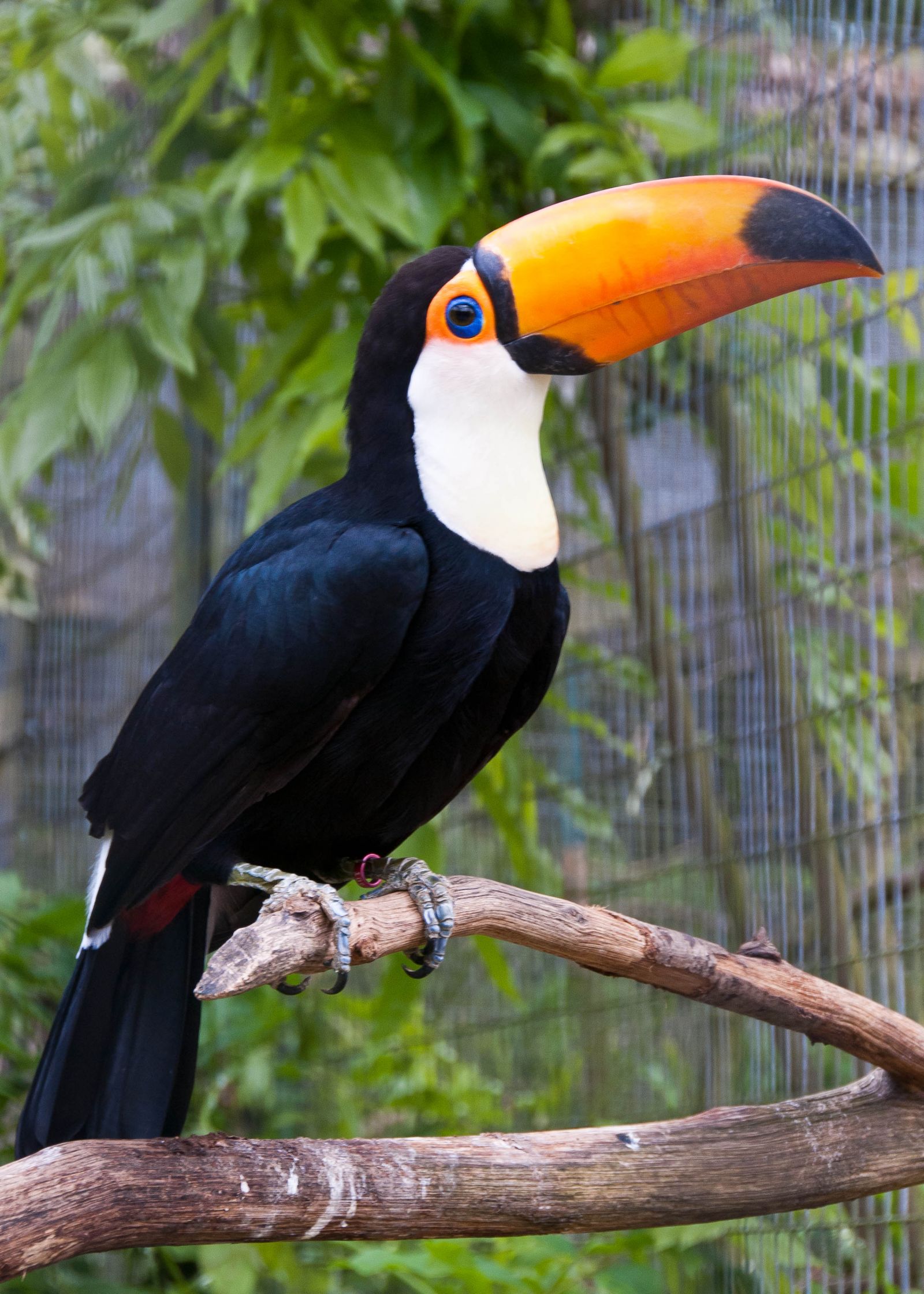Plantilla de meme toucan
