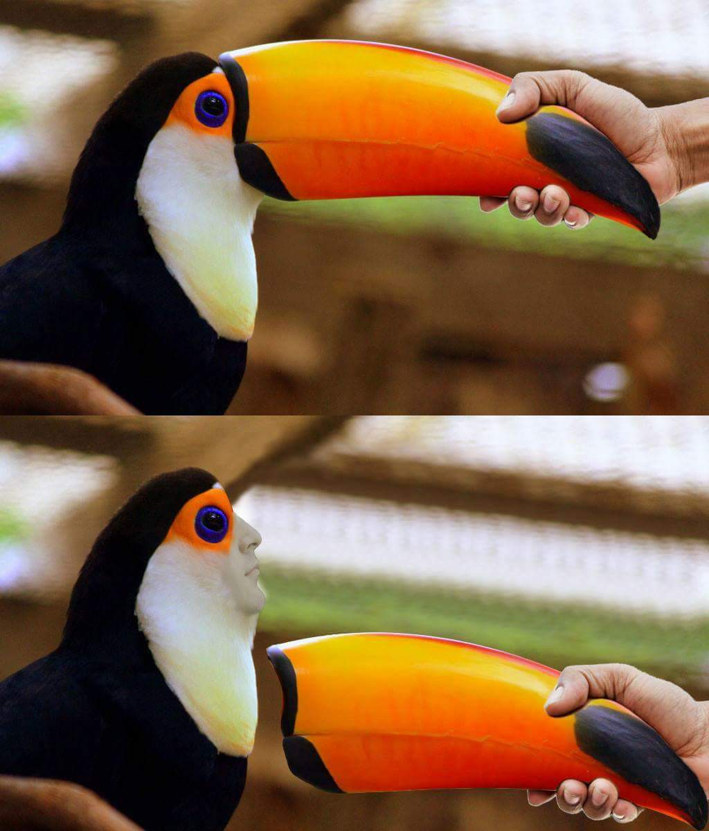 Plantilla de meme Toucan Beak