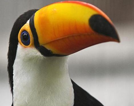 Plantilla de meme Toucan Say That Again