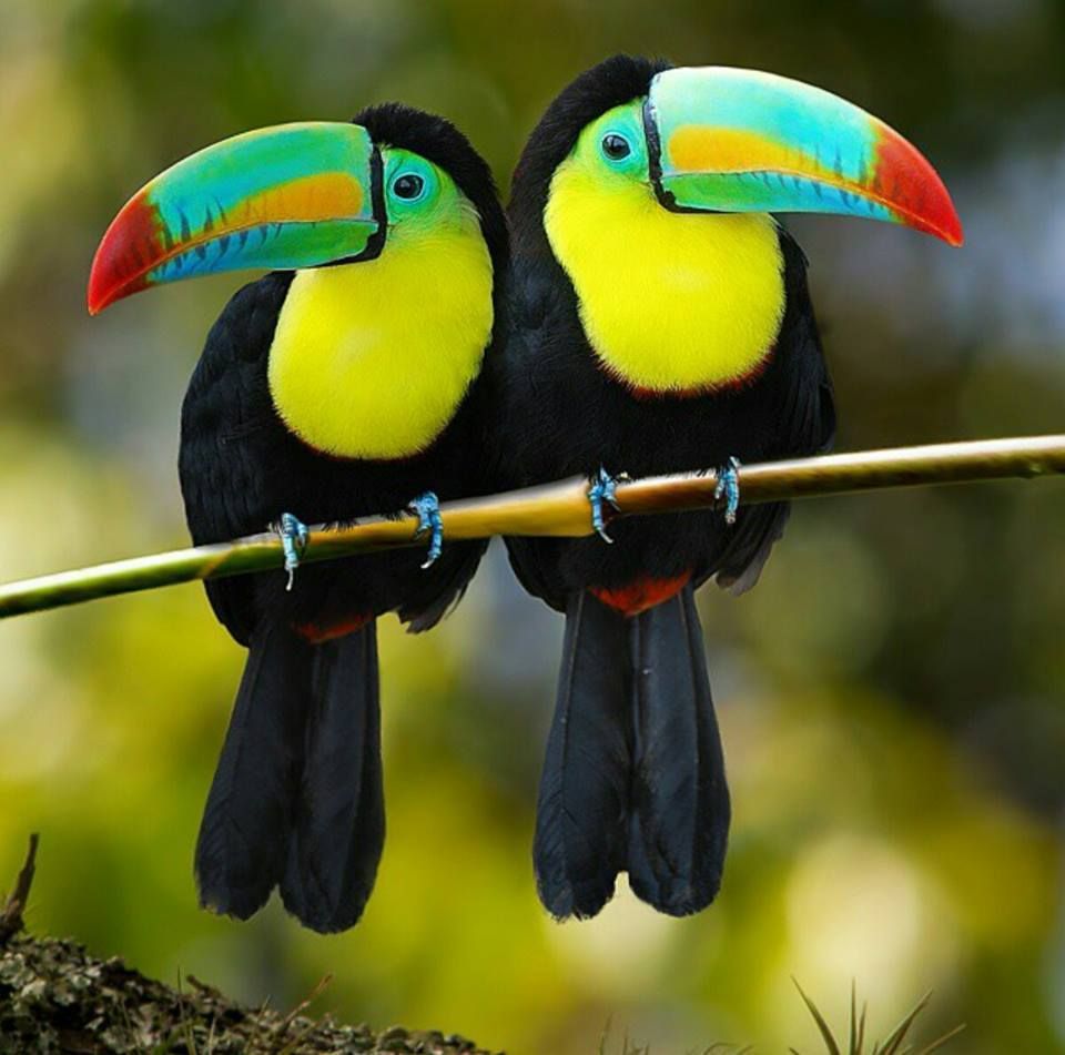 Plantilla de meme Toucans