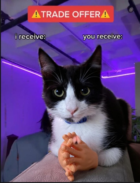 Template meme Trade offer cat