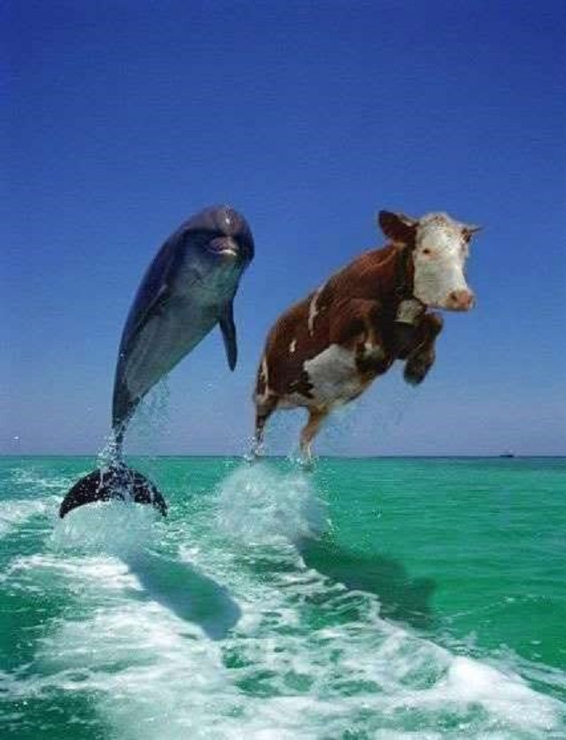 Plantilla de meme training porpoises
