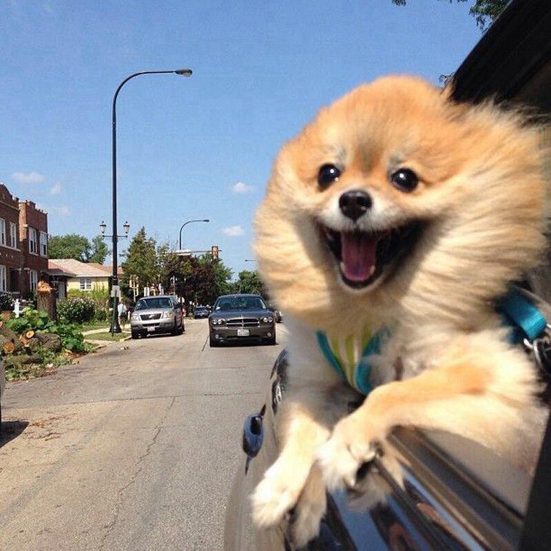 Plantilla de meme Traveling dog