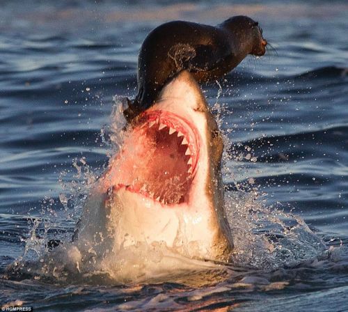 Plantilla de meme Travelonshark