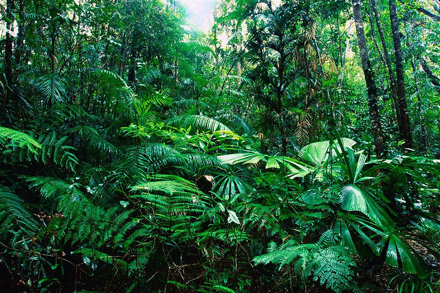 Plantilla de meme tropical_ rainforest