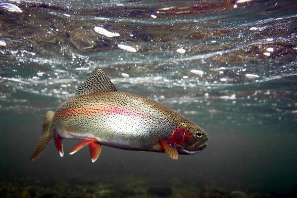 Plantilla de meme Trout