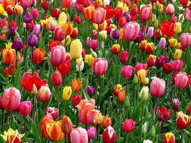 Template meme tulips