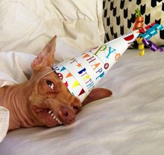 Template meme Tuna birthday dog