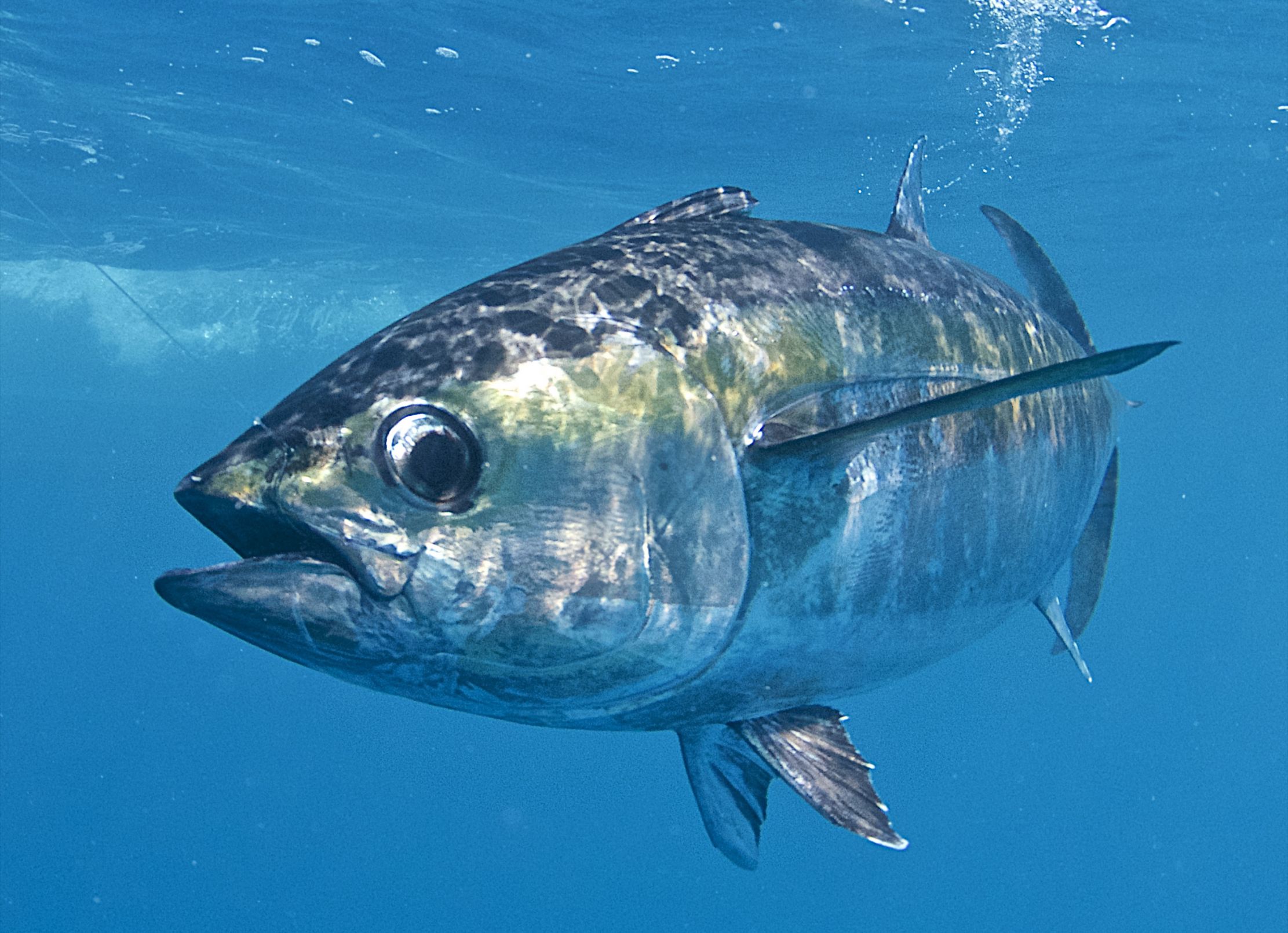 Template meme Tuna fish