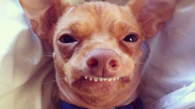 Template meme tuna the dog