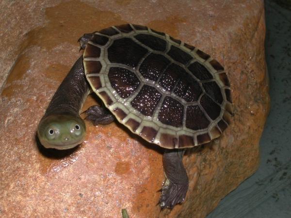 Plantilla de meme turtle meme