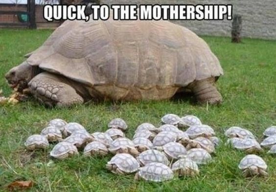 Plantilla de meme Turtle Memez