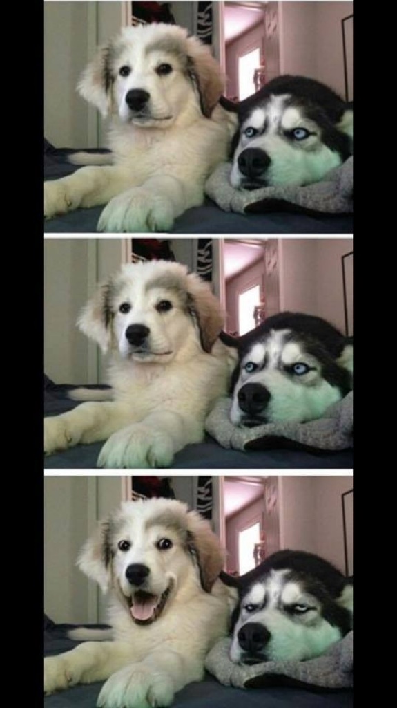 Plantilla de meme Two dogs bad joke