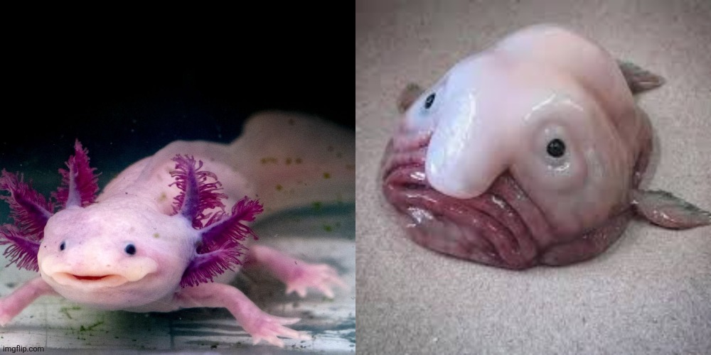Plantilla de meme U/V Heavy Radiation Before & After