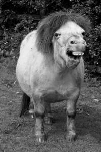 Plantilla de meme ugly horse