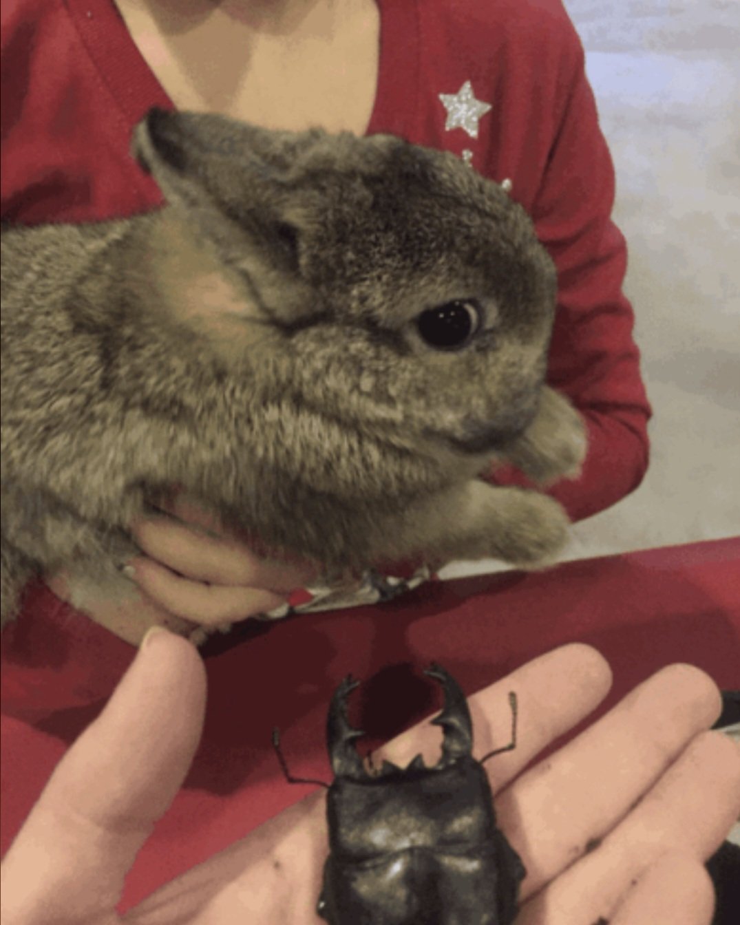Plantilla de meme Uncomfortable Bunny Meme Template