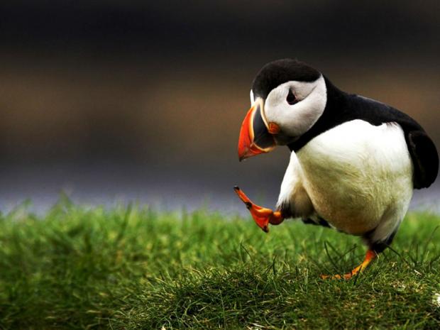 Plantilla de meme Unpopular Opinion Puffin