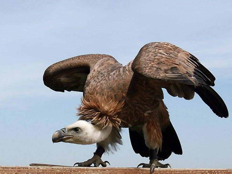 Plantilla de meme vulture