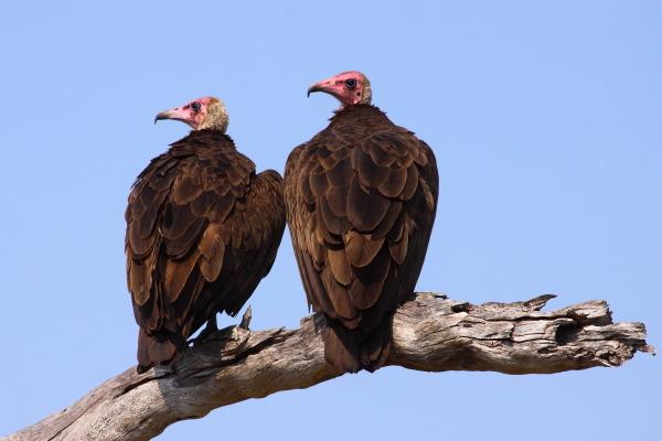 Plantilla de meme Vultures