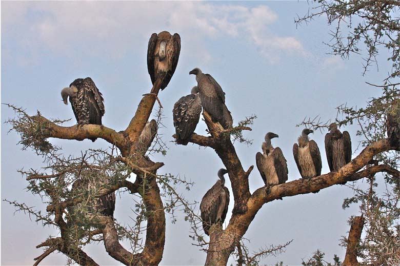 Plantilla de meme vultures in tree