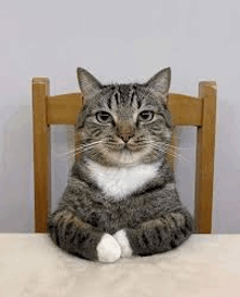 Plantilla de meme Waiting Cat