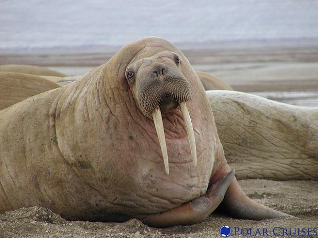 Plantilla de meme Walrus