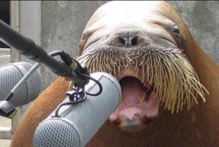 Plantilla de meme walrus at microphone