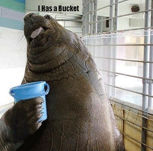 Plantilla de meme Walrus bucket meme