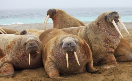 Plantilla de meme Walrus party
