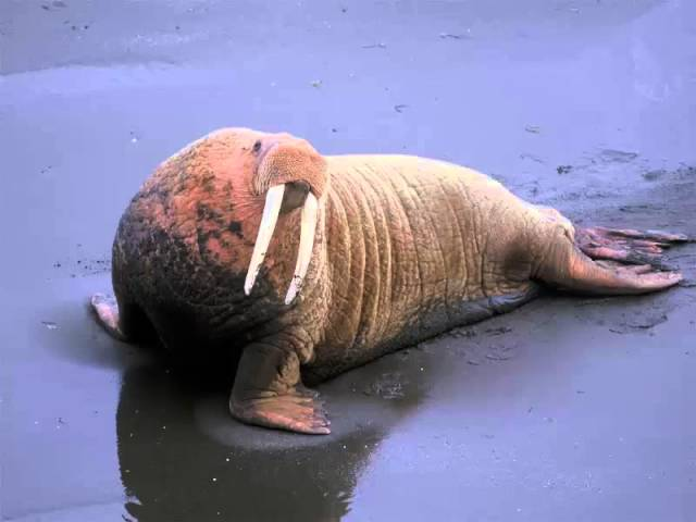 Plantilla de meme Walrus punk