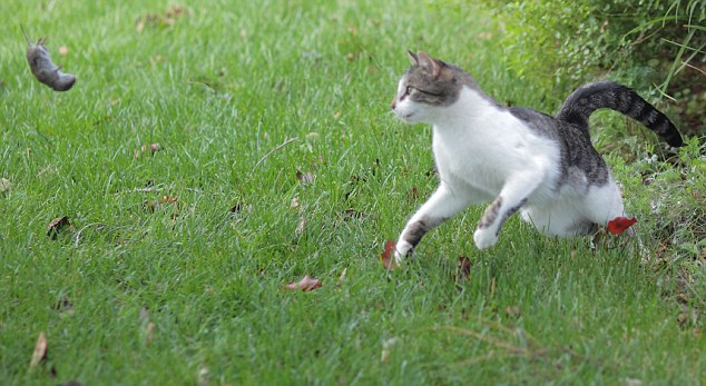 Plantilla de meme Warrior cat meme