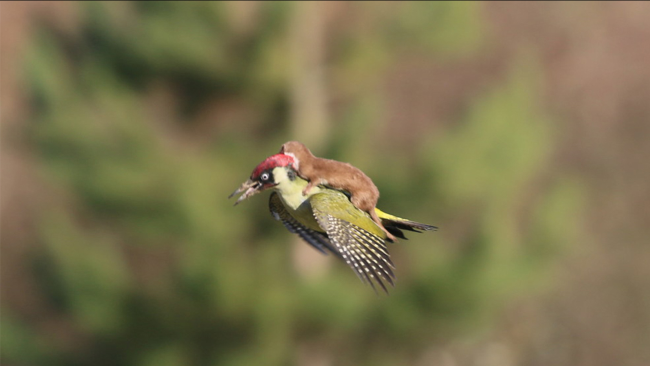 Weasel Rider meme template