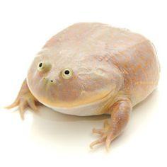 Plantilla de meme Wednesday Frog Blank