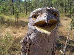 Plantilla de meme weird owl