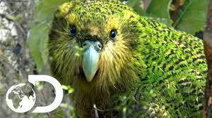 Plantilla de meme weird parrot