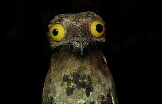 Plantilla de meme Weird Stuff I Do Potoo