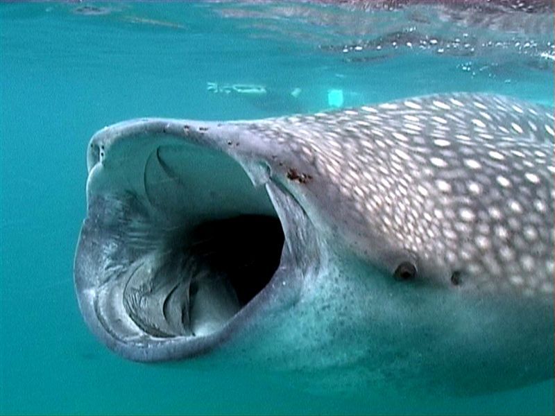 Plantilla de meme whale shark