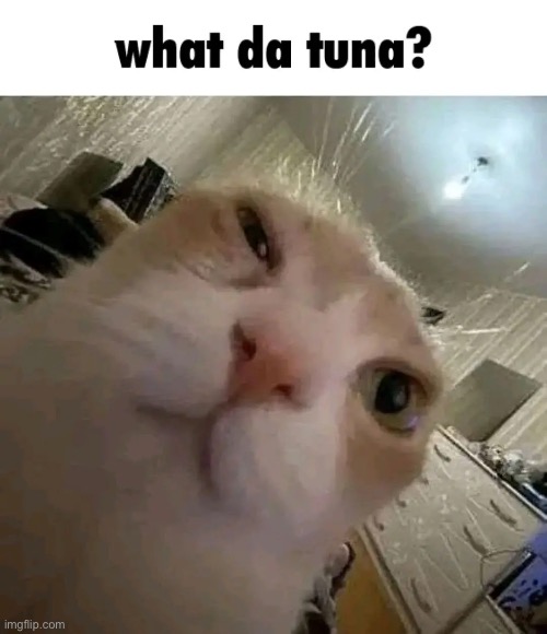 Template meme What da tuna?